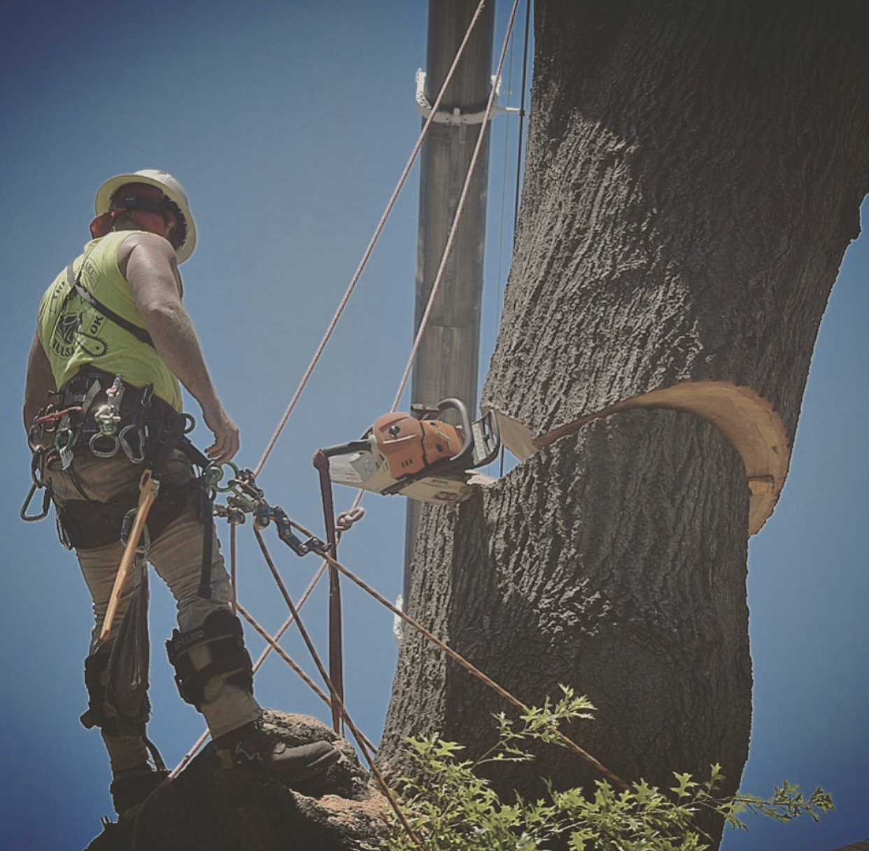 Three arborists climbing in ropes to trim a large tree