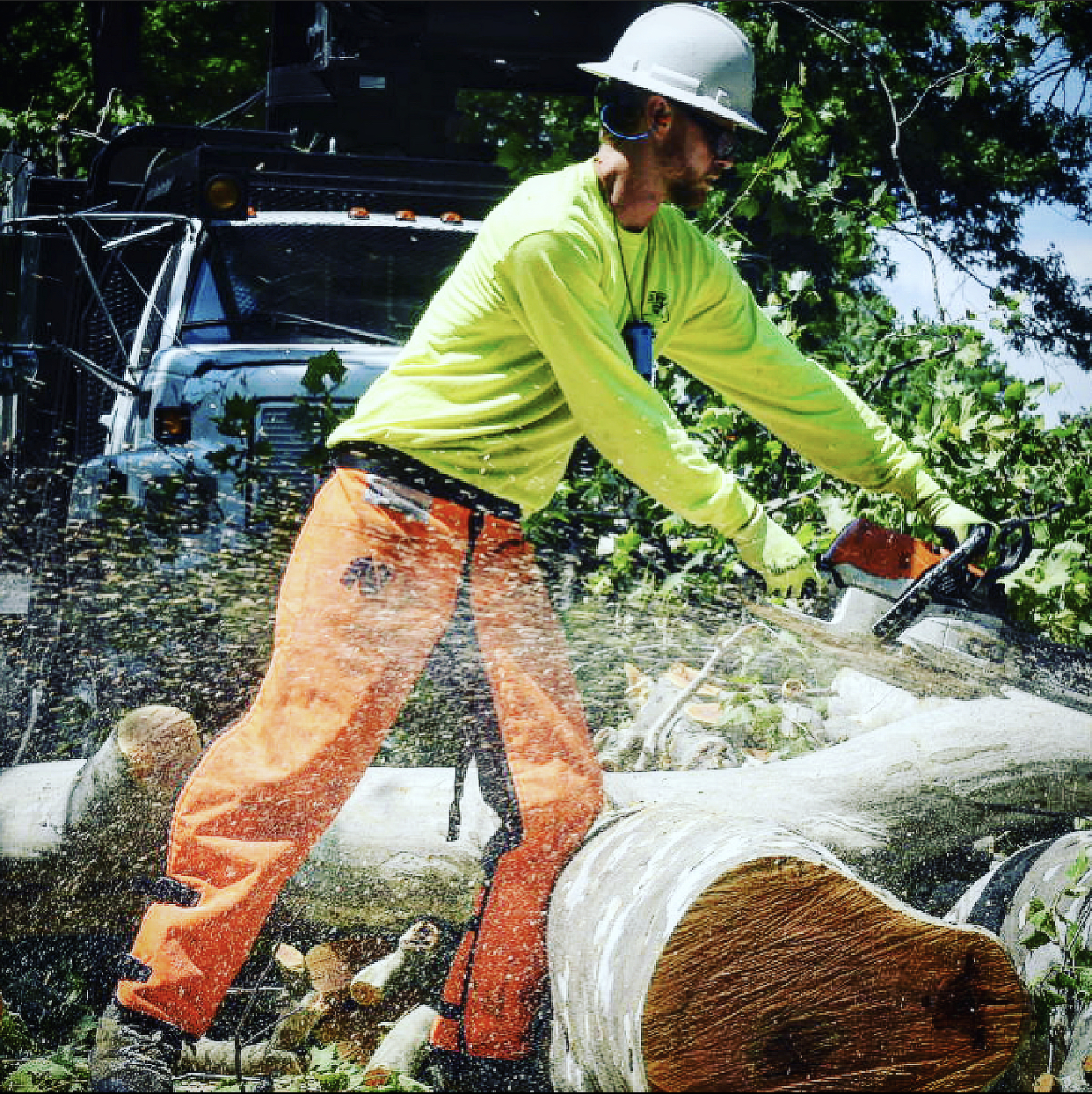 An arborist in harness cutting down an elm tree