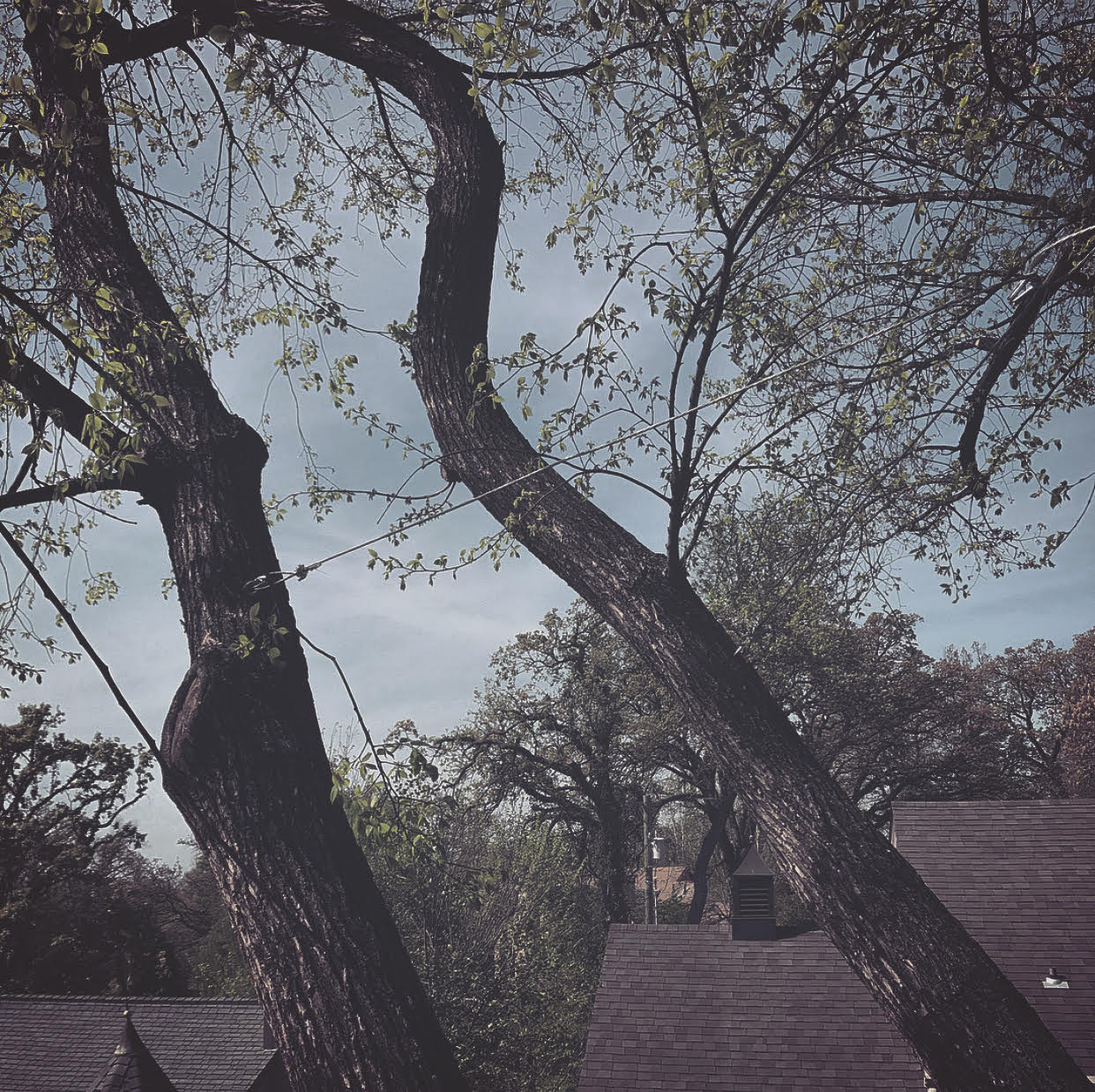 two cabled trees