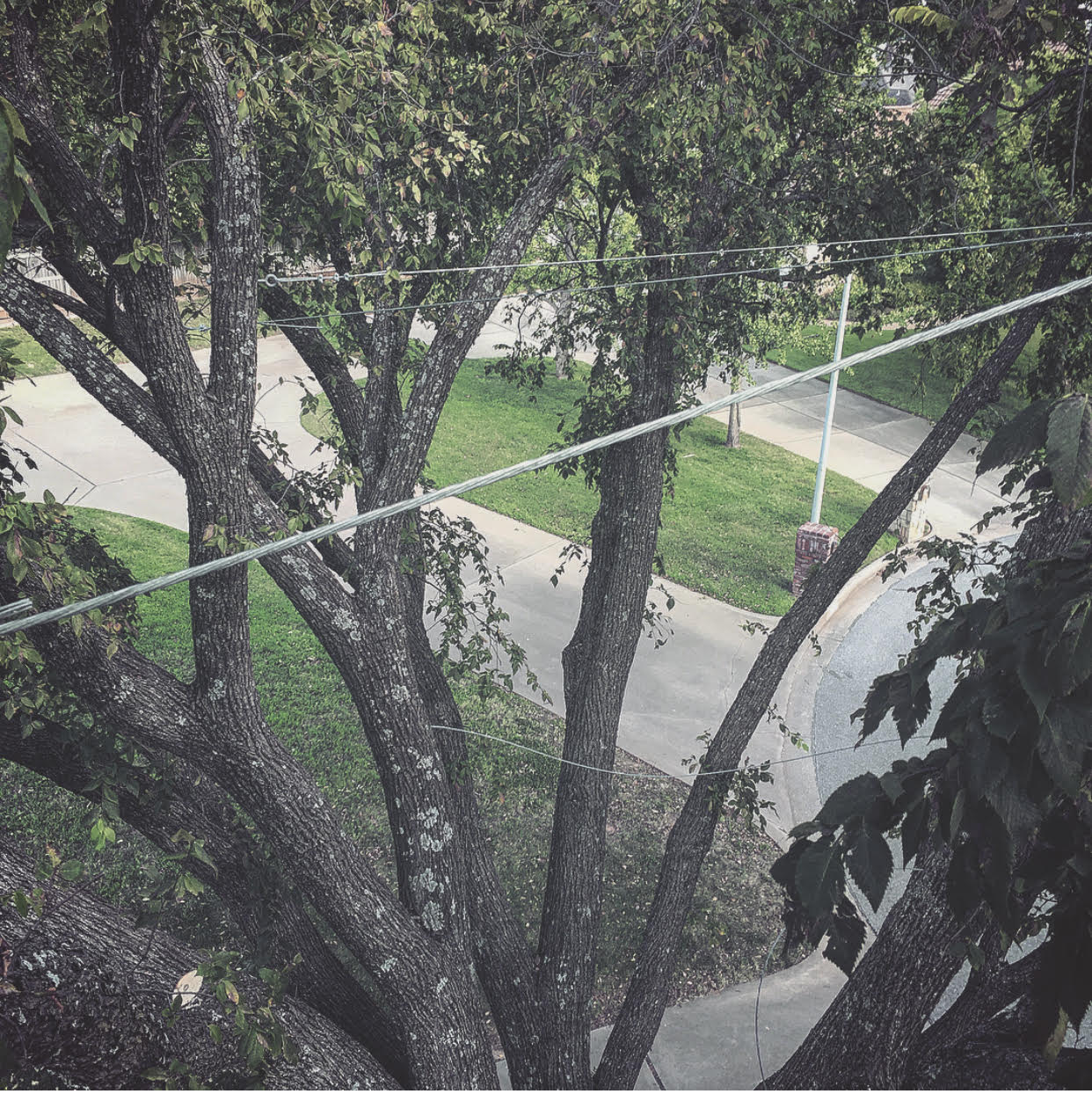cables attached to some trees standing closely