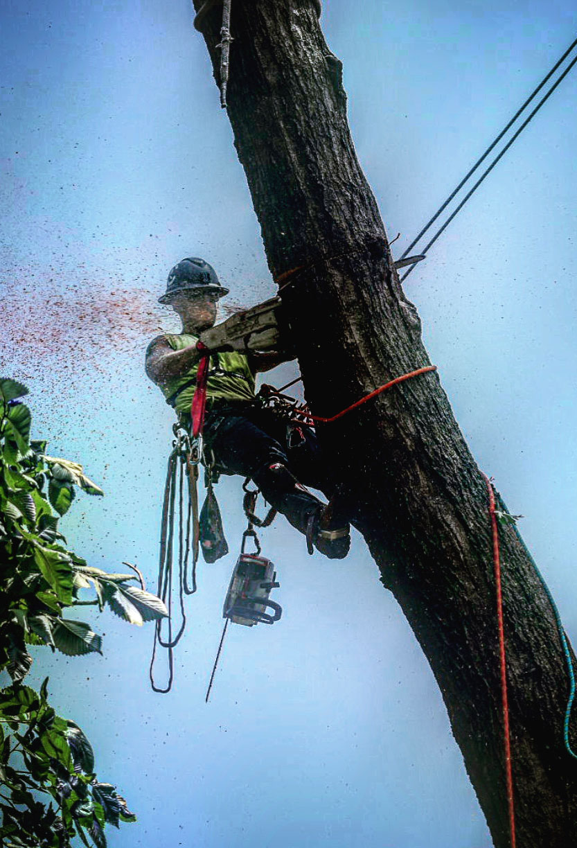 one of our crew cutting of a tree up high