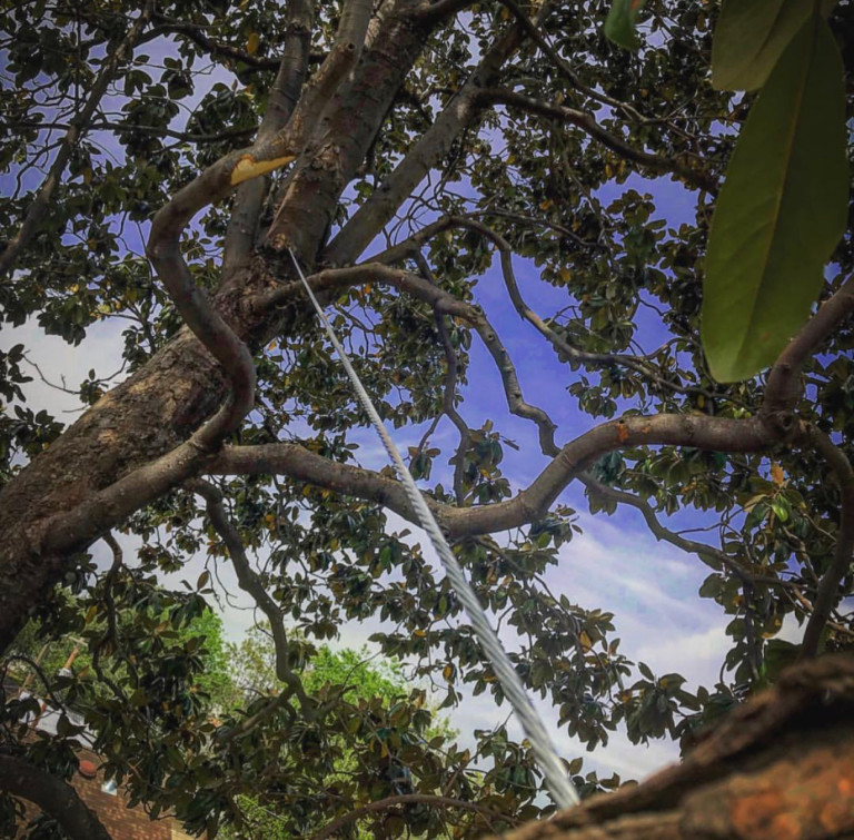 Tulsa Tree Cabling and Tree Bracing Service Company