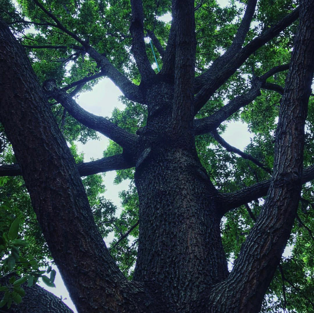 treesbyjake treesbyjake