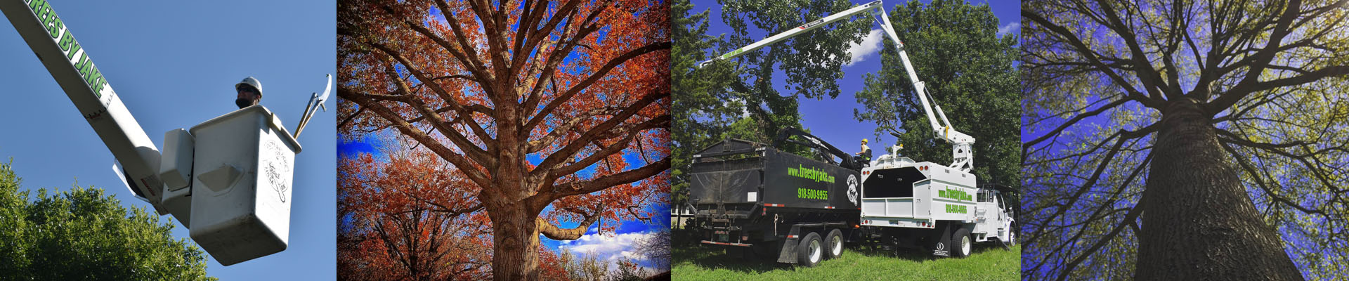 Services Trees by jake Services Trees by jake