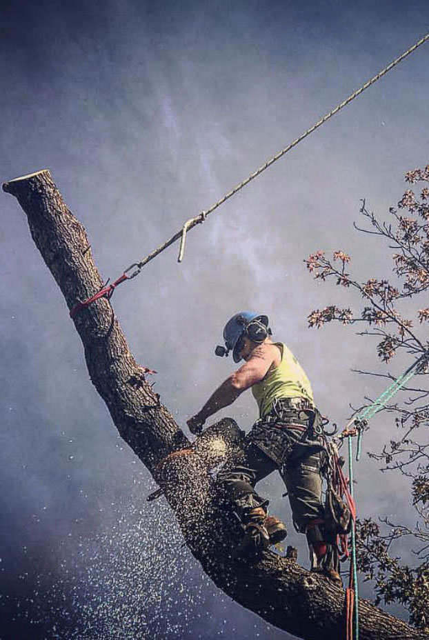 Trees by Jake crew doing tree removal Trees by Jake crew doing tree removal