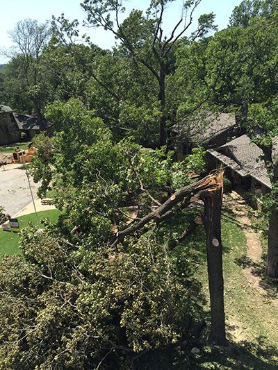aerial view of a half-fallen tree