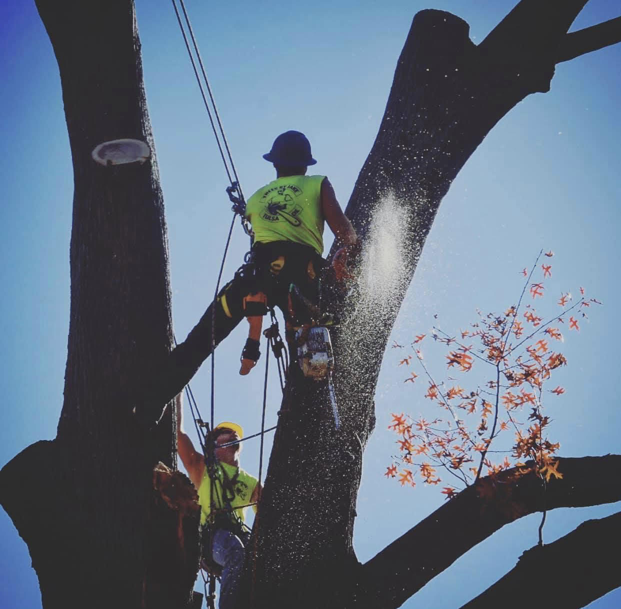 Our crew doing some tree work