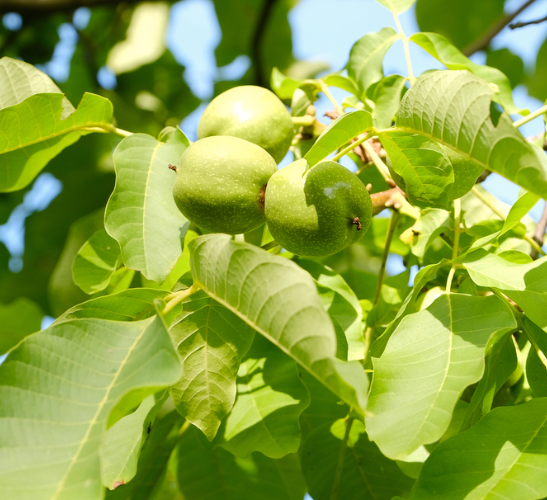 أشجار الفاكهة سامة للكلاب
