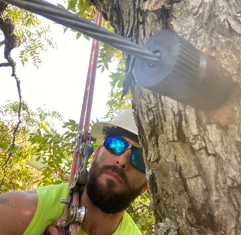 A certified arborist inspects tree cables in a tree