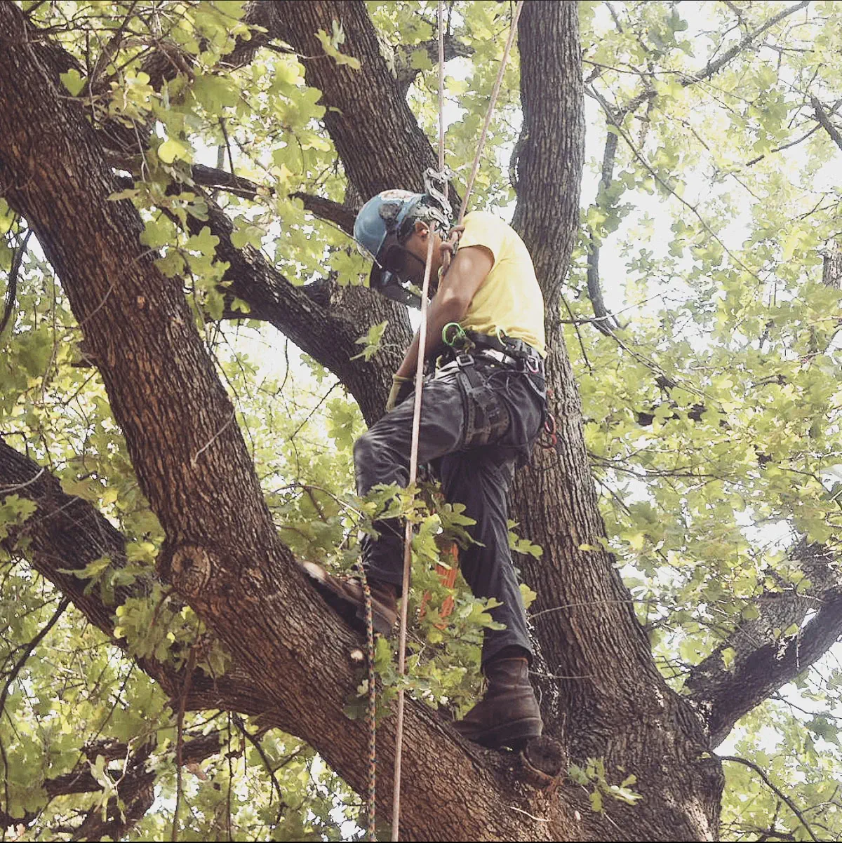 arborist standing on a high branch to trim a tree