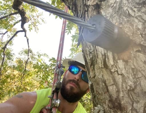 arborist climbing a tree with a harness to put cables on a tree