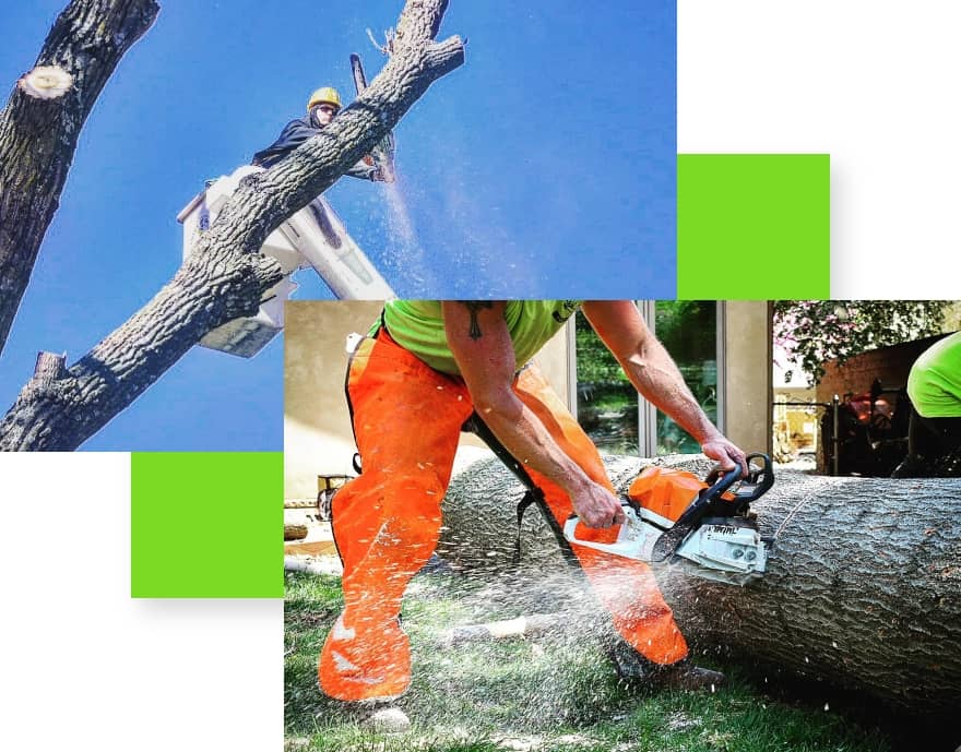 A double inlayed image that shows a man in a firestry bucket cutting down a large tree, the other image is of a man using a chainsaw to cut a tree into smaller pieces.