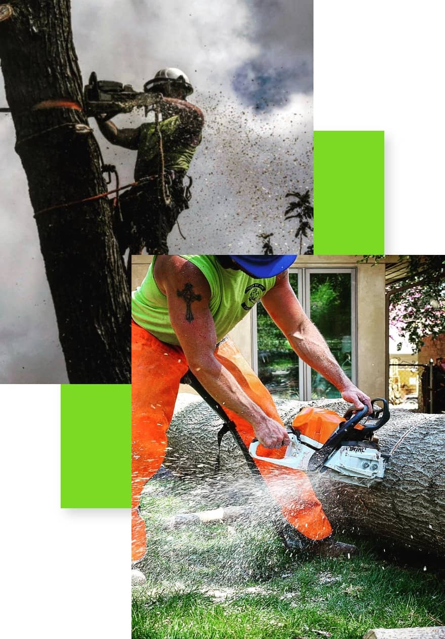 photo collage of two arborists cutting large tree trunks