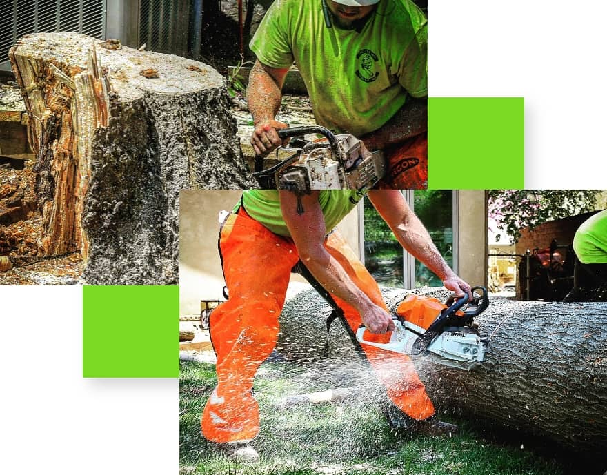 A double inlayed image, both photos are of men using a chainsaw to cut down large trees.