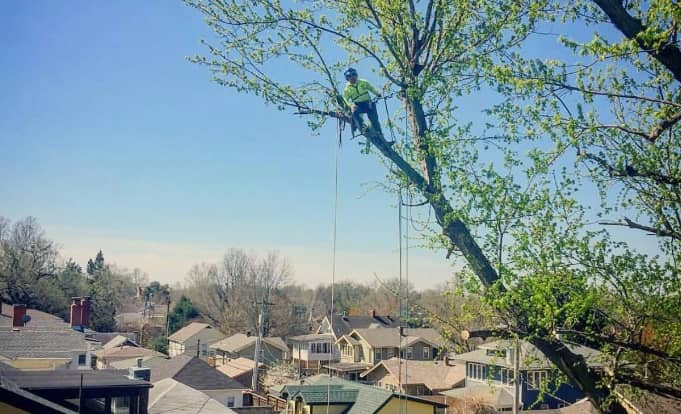 A local arborist pruning trees for a client in Sand Springs, OK.