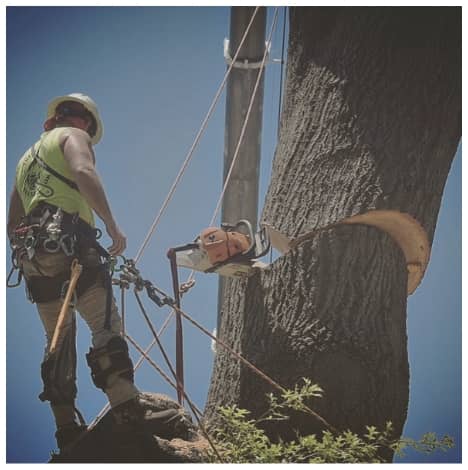 Trees by Jake emergency service crane removal