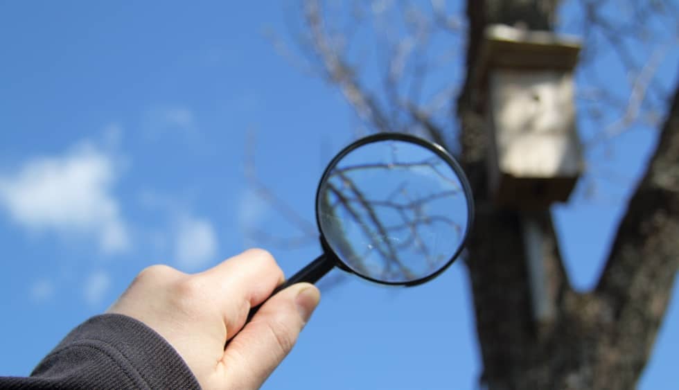 Hand with a magnifying glass on a background of a blurry tree silhouette with a birdhouse_ search for an advantageous place to stay