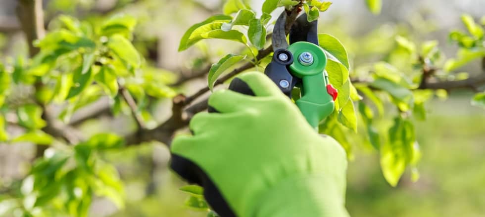 Spring pruning of garden fruit trees and bushes, close-up of gloved hands with garden shears pruning pear branches