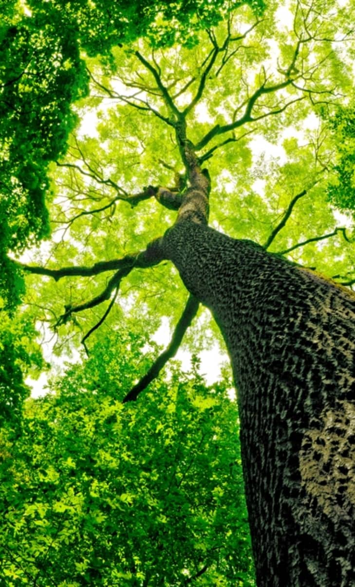 Low angle view of a large tree with a thick trunk and lush green canopy, surrounded by a dense forest.