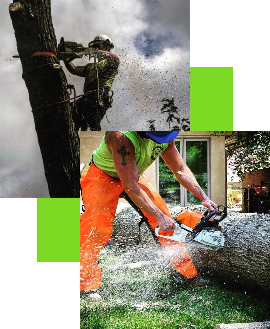 A collage of two workers using chainsaws: one cutting a tree branch aloft, another sawing through a log on the ground.