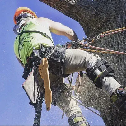 A tree expert is cutting a tree trunk with chainsaw