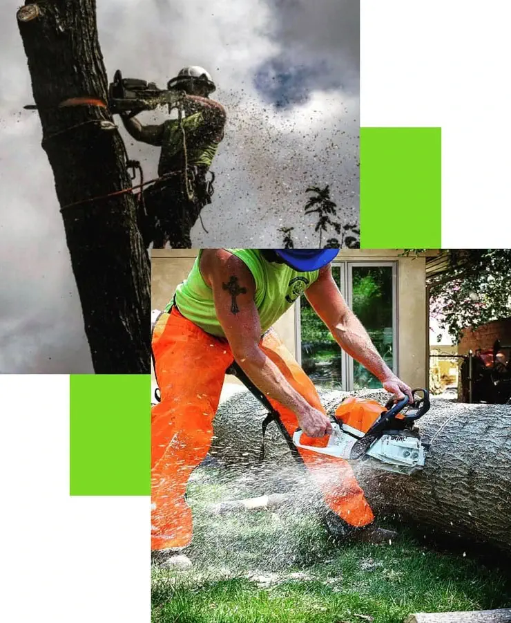 Two images of workers using chainsaws to cut down trees, both wearing safety gear. One worker is cutting a tree while elevated, and the other is cutting a fallen tree trunk on the ground.