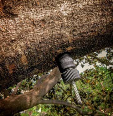 A black tap is inserted into the trunk of a tree, with leaves in the background.