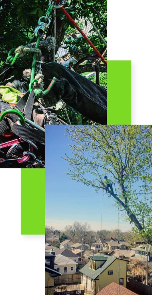 A person is climbing a tree using ropes and harnesses, with a view of houses below.