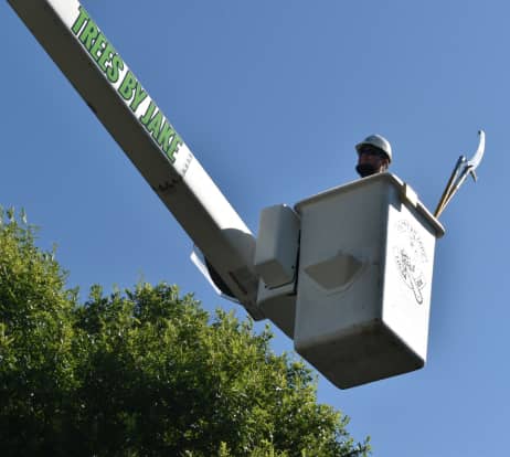 A worker in a bucket lift trims tree branches under a clear blue sky.