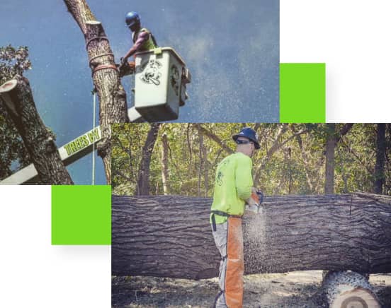 A worker in protective gear operates a chainsaw on a fallen tree, while another worker in a lift cuts a tree branch.