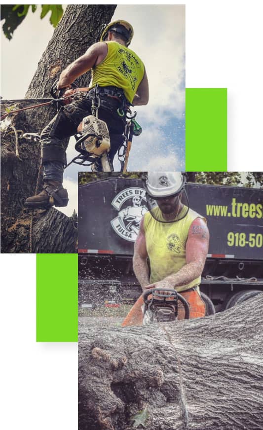 Tree workers in safety gear cut and manage a large tree, using chainsaws and climbing equipment, with a truck visible in the background.