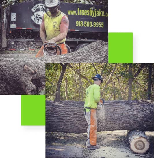 Two workers in safety gear use chainsaws to cut large tree trunks. A truck with a company logo and phone number is visible in the background.