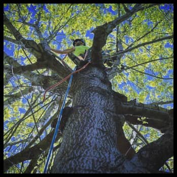 Public Tree Care