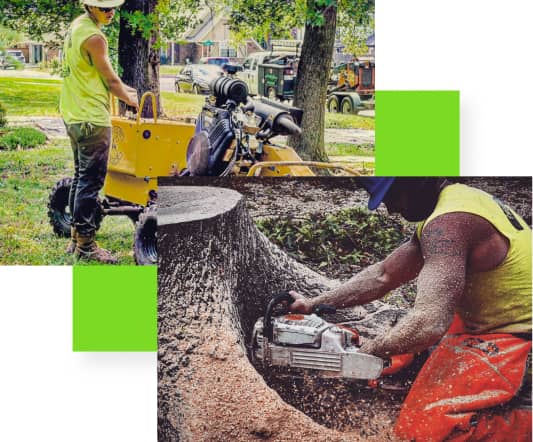 Workers using machinery to remove tree stumps in a grassy area.