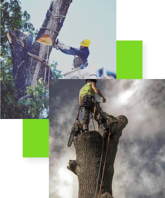 img - THE IMPORTANCE OF TREE TRIMMING AND MAINTENANCE FOR RESIDENTS