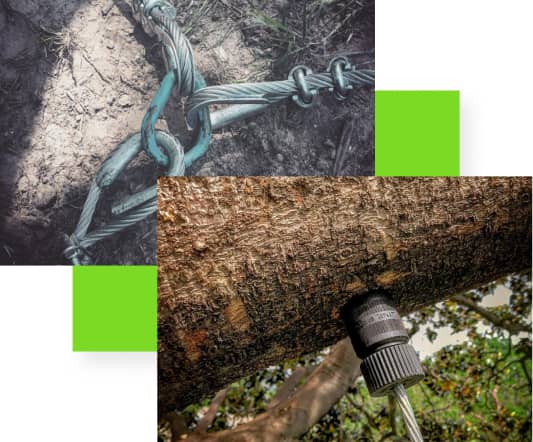 Two images: one shows a cable tied around a stake in the ground, and the other shows a tap installed in a tree trunk.