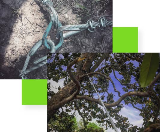 A rope is tightly secured around a steel cable embedded in the ground. Another rope is tied to a high branch of a tree against a background of blue sky.