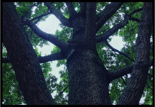 Tree Board