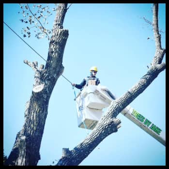 Tree Removal and Maintenance