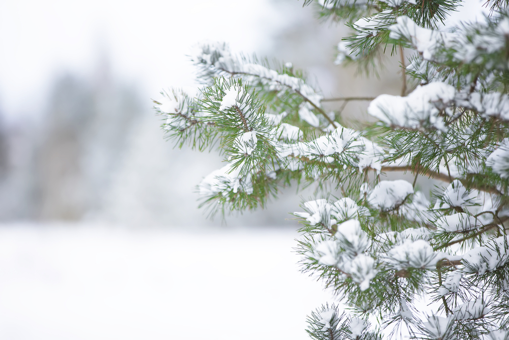 Spruce branches covered with white snow