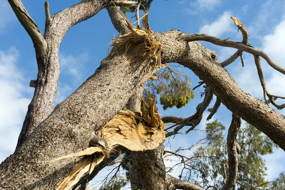 broken branch damaged by storm