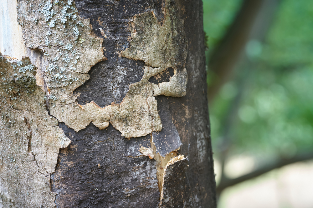 maple tree with fungus