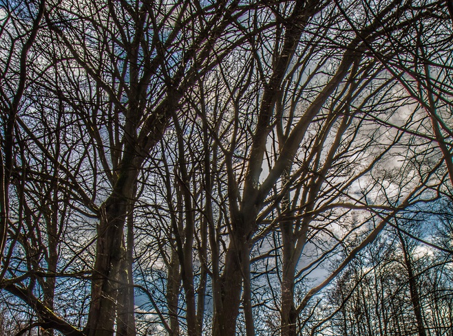 oak trees in late winter