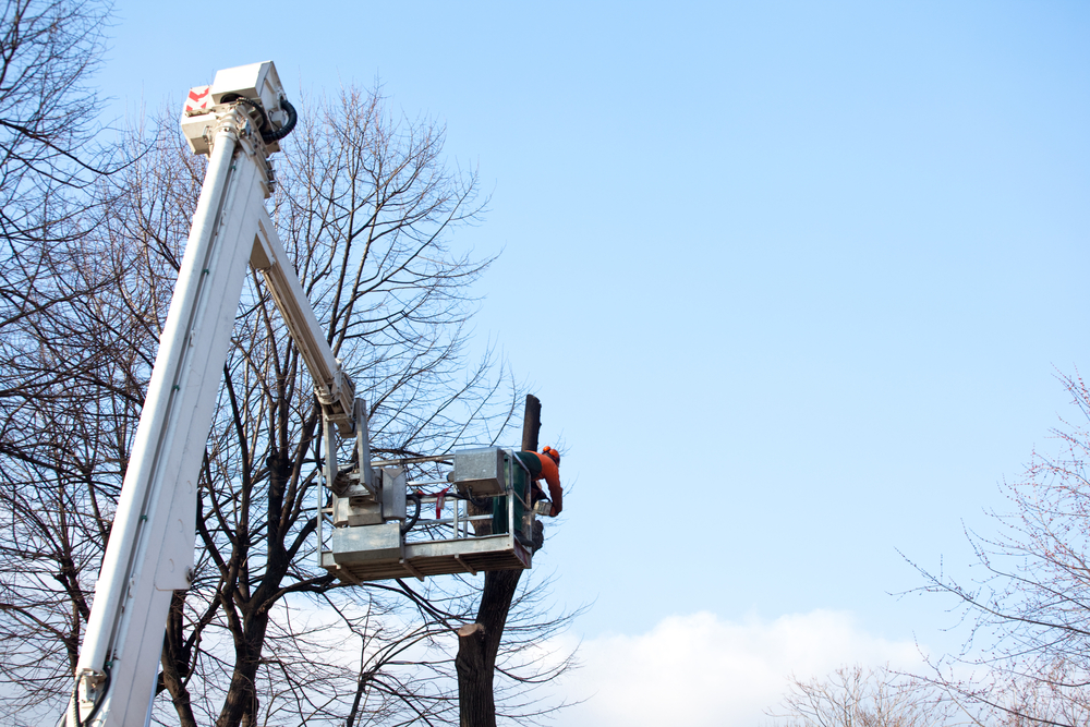 arborist trims a tree on a late winter