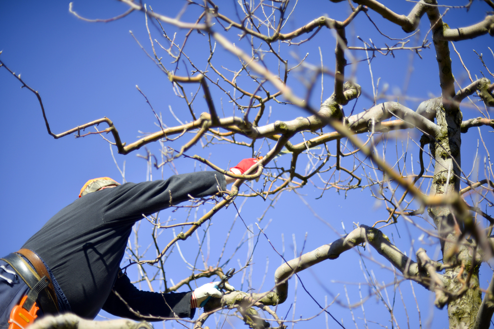 trimming apple tree in late winter