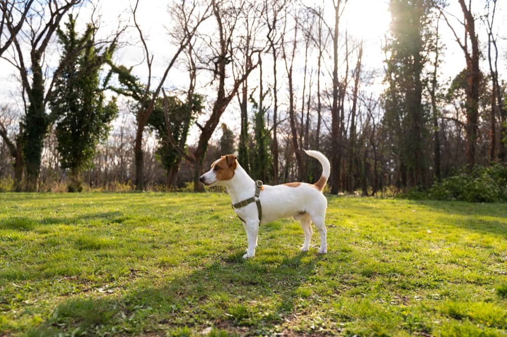 A dog with a harness stands on grass in a park, surrounded by trees with few leaves. Sunlight filters through the branches.