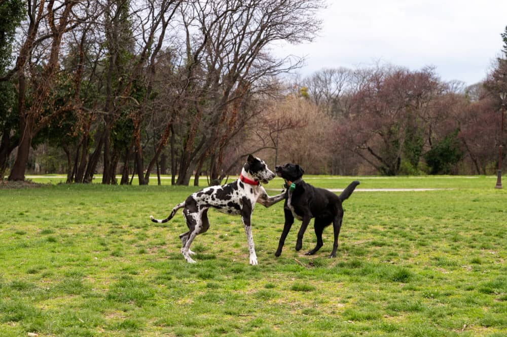 Two large dogs, one black and the other spotted, play together in a grassy park surrounded by trees.