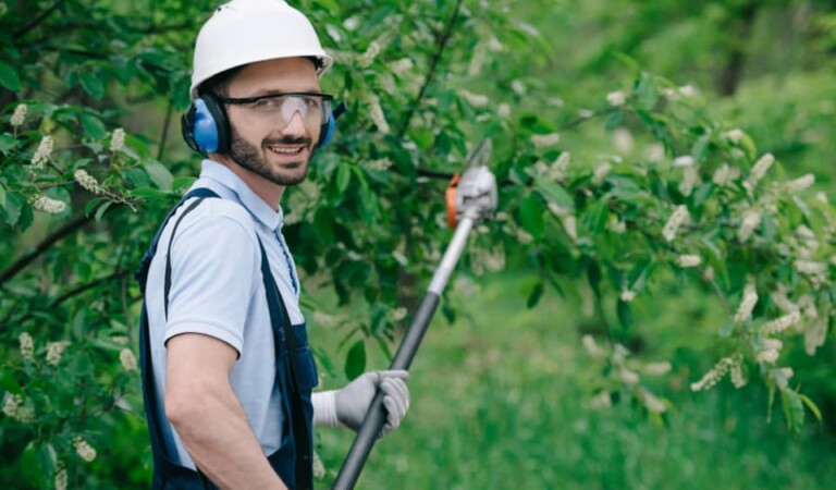 What Is the Difference Between Tree Trimming and Pruning? A Complete ...