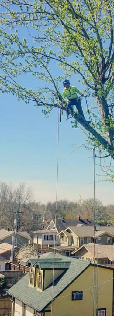 A person in safety gear climbs a tree using ropes in a suburban area, with houses visible in the background.