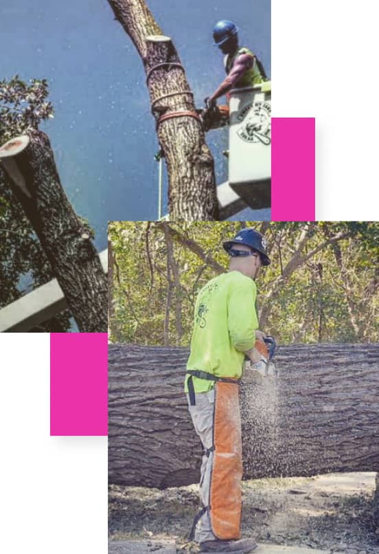 Two workers cutting large tree branches with chainsaws. One is positioned in a lift, the other stands on the ground.